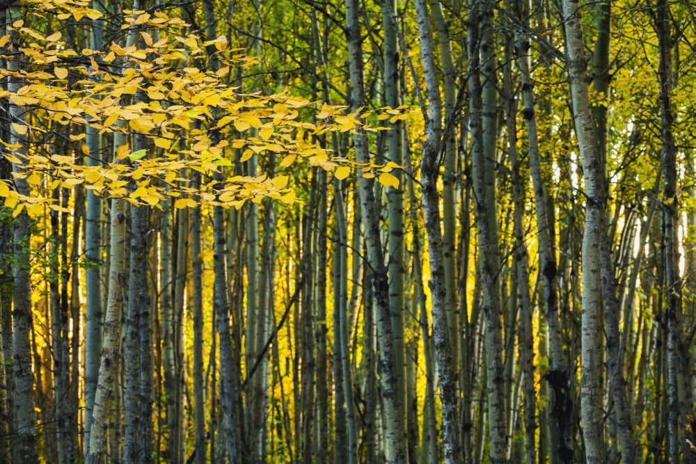 Yellow fall birch leaves against an aspen forestAlberta canada Canvas Art - Joel Koop Design Pics (19 x 12)
