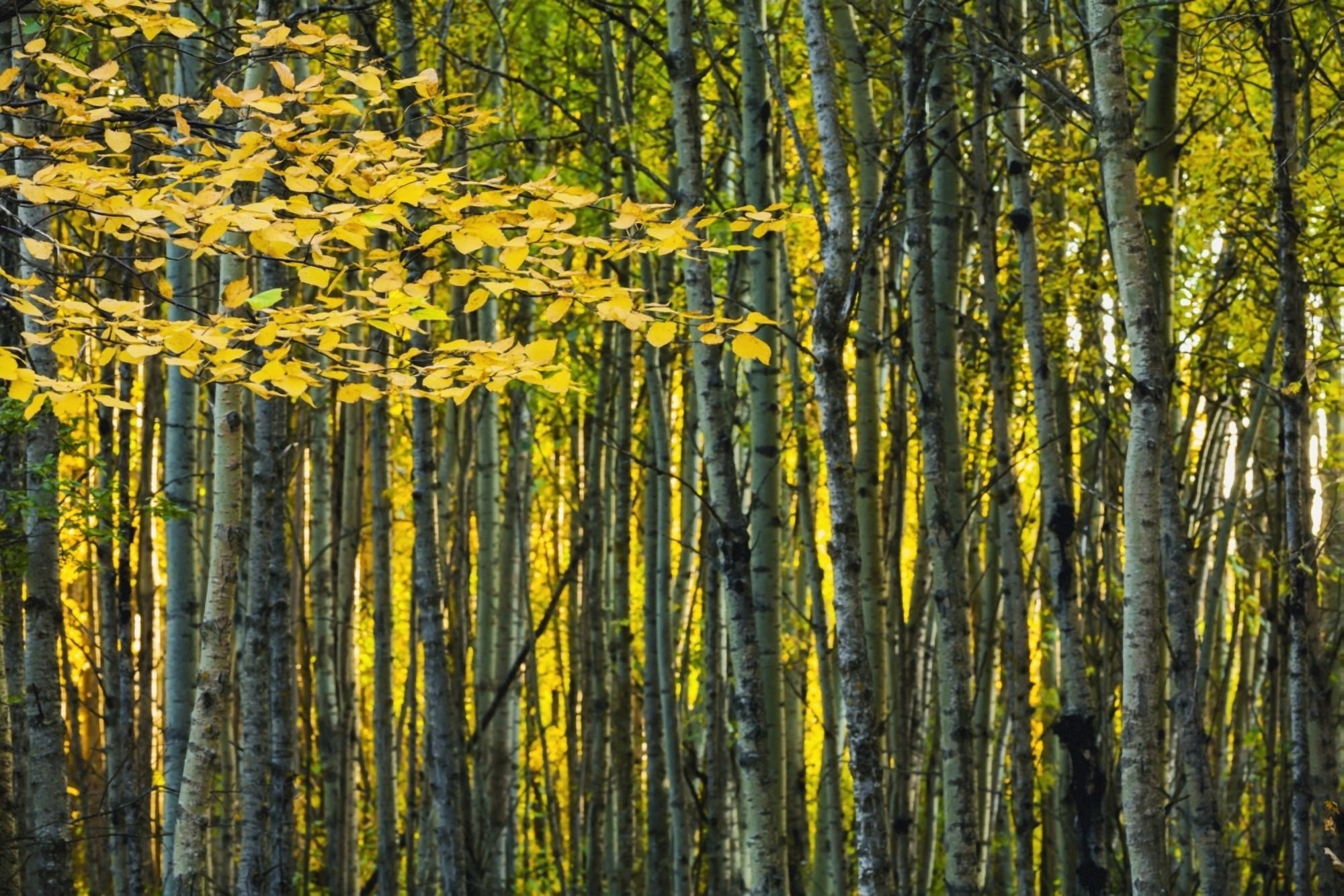 Yellow fall birch leaves against an aspen forestAlberta canada Canvas Art - Joel Koop Design Pics (38 x 24)