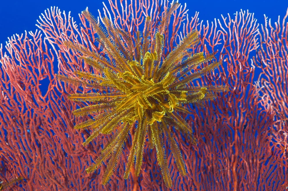 Yellow feather star on red sea fan Papua New Guinea Canvas Art - Steve JonesStocktrek Images (18 x 12)