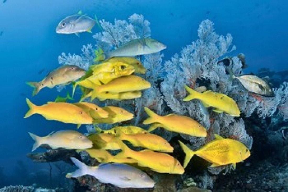 Yellow fish and coral Raja Ampat Papua Indonesia Canvas Art - Jaynes Gallery DanitaDelimont (26 x 18)
