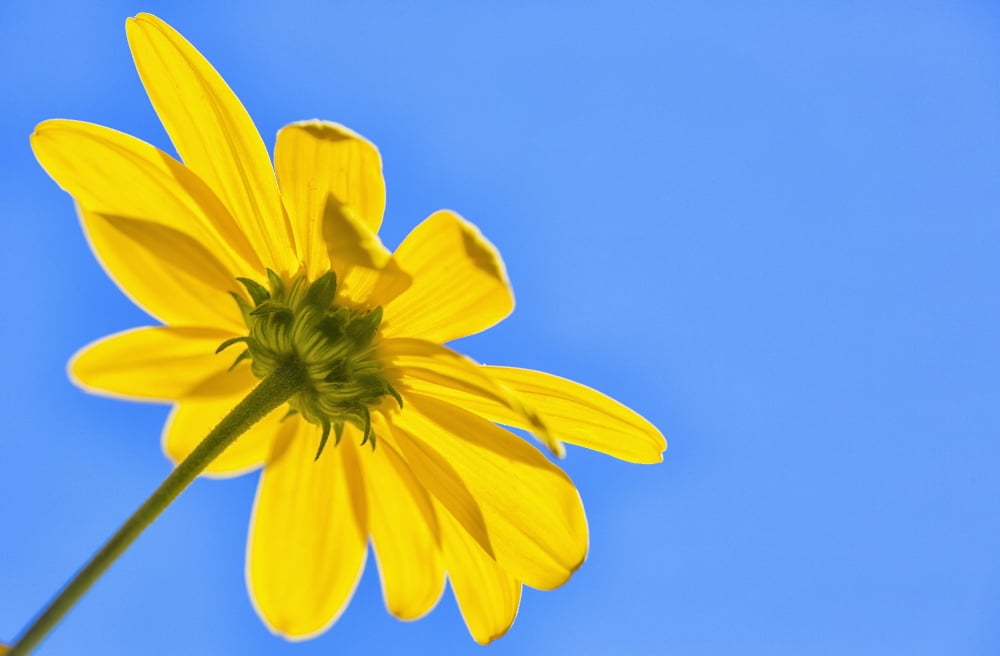 Yellow flower against a blue sky Bolivia Canvas Art - Robert Postma Design Pics (19 x 12)