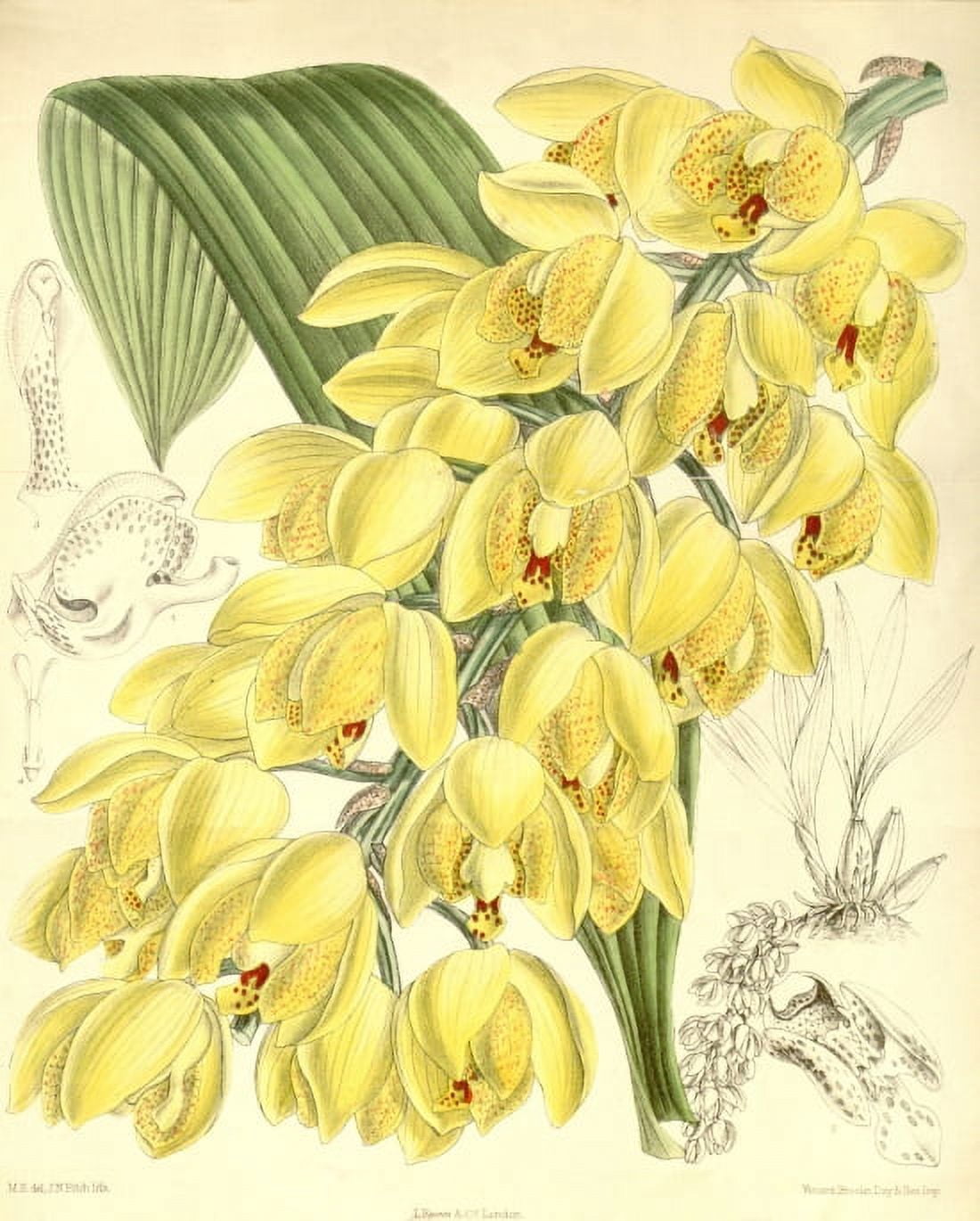 Yellow flower illustration of Acineta Densa Canvas Art - (24 x 36)