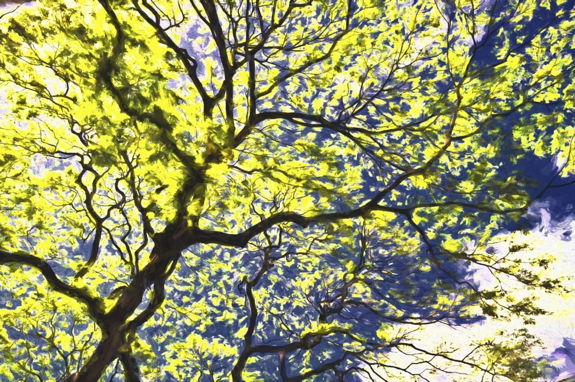 Yellow flowering tree with the Monet effect Honolulu Oahu Hawaii United States of America Canvas Art - Joe Carini Design Pics (19 x 12)