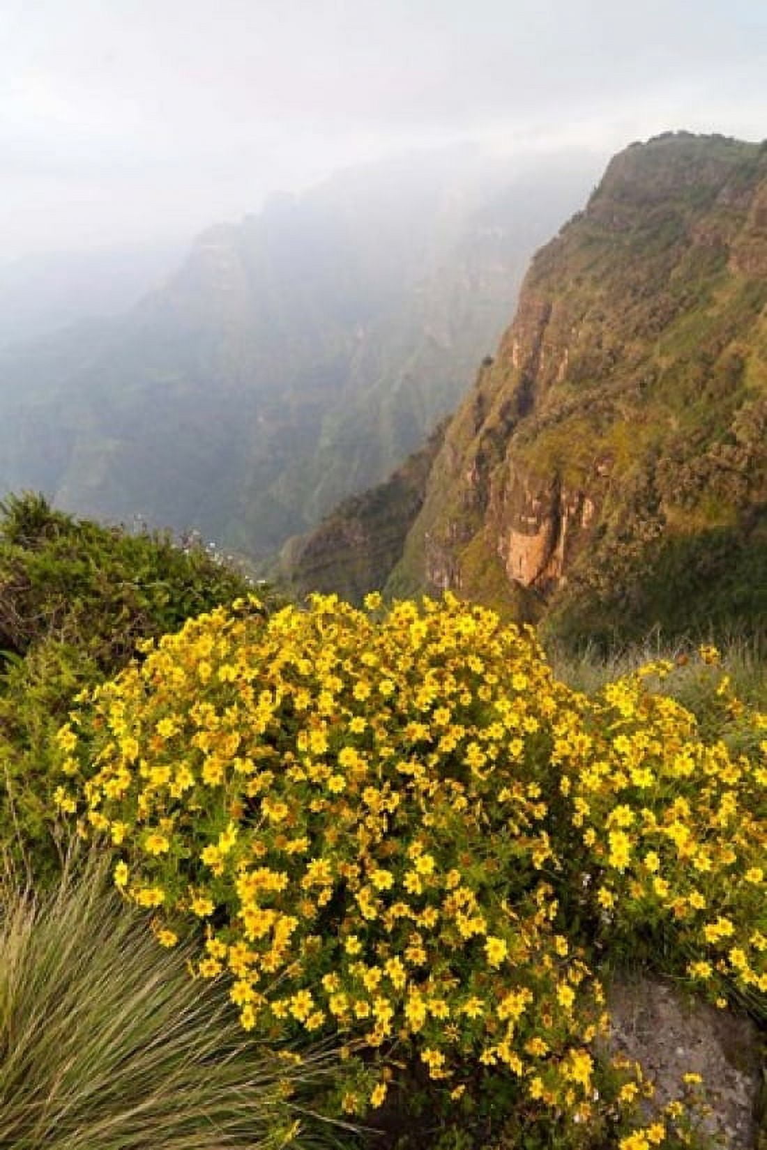 Yellow flowers Semien Mountains National Park Ethiopia Canvas Art - Martin Zwick  DanitaDelimont (18 x 24)