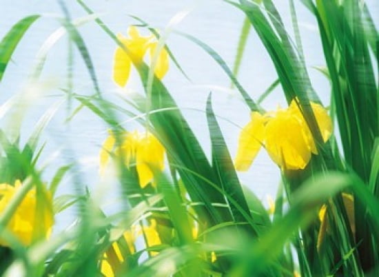 Yellow flowers with grass an sky Canvas Art - Panoramic Images (36 x 27)