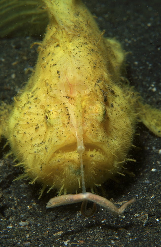 Yellow frogfish hunting North Sulawesi Indonesia Canvas Art - Mathieu MeurStocktrek Images (23 x 35)