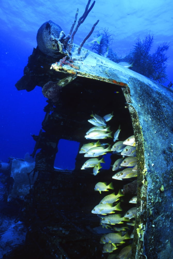 Yellow goatfish in an artificial reef Turks & Caicos Canvas Art - Beverly FactorStocktrek Images (23 x 34)