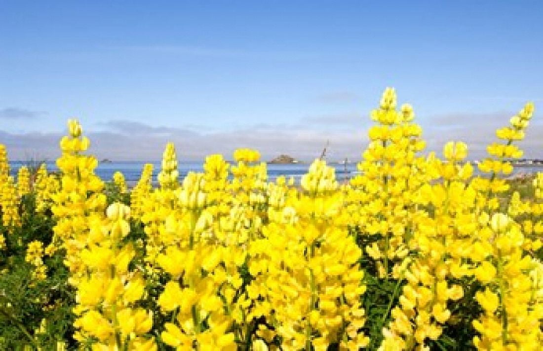 Yellow lupines in a field Del Norte County California USA Canvas Art - Panoramic Images (36 x 24)