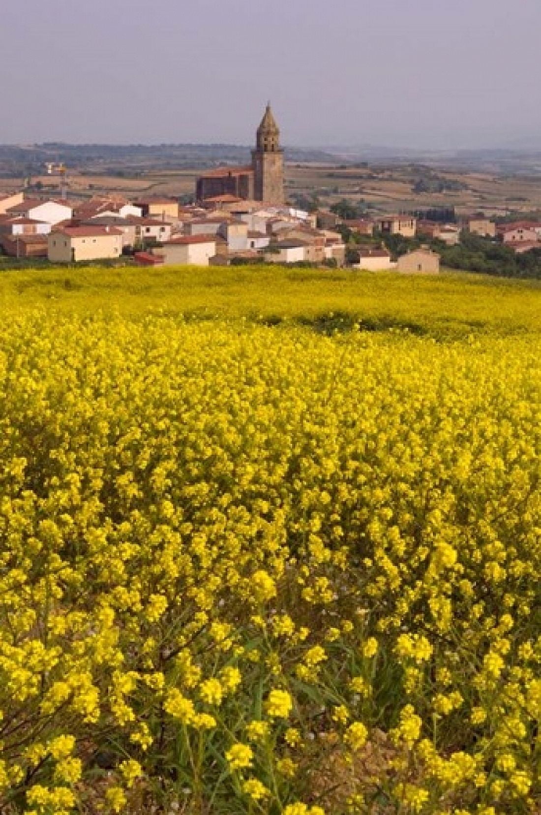 Yellow mustard flowers Elvillar Village La Rioja Spain Canvas Art - Janis Miglavs DanitaDelimont (11 x 17)