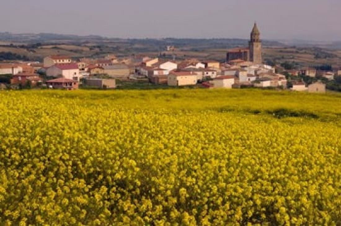 Yellow mustard flowers Elvillar Village La Rioja Spain Canvas Art - Janis Miglavs DanitaDelimont (35 x 23)