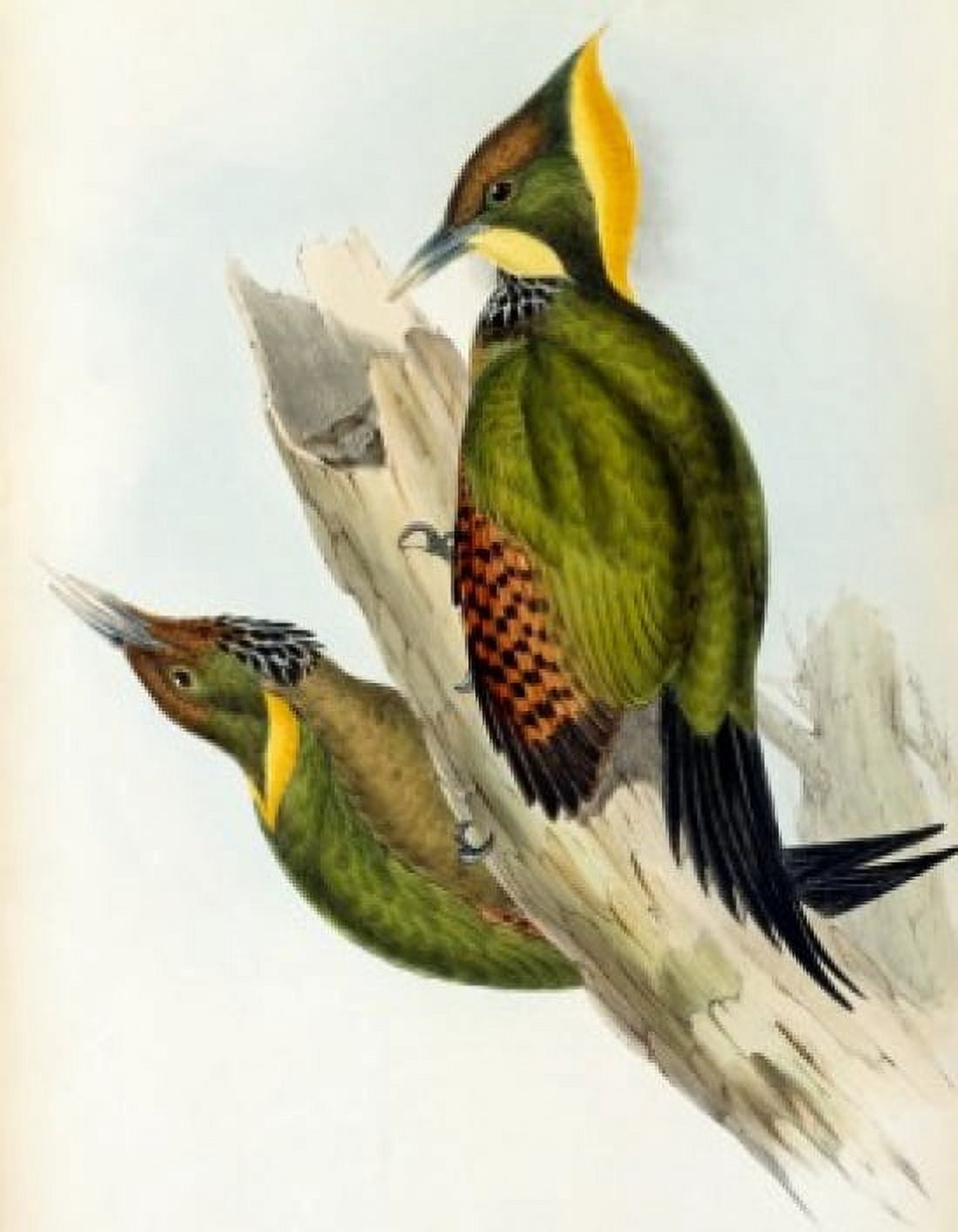 Yellow-naped Woodpecker John Gould (1804-1881 British) Canvas Art - John Gould (18 x 24)
