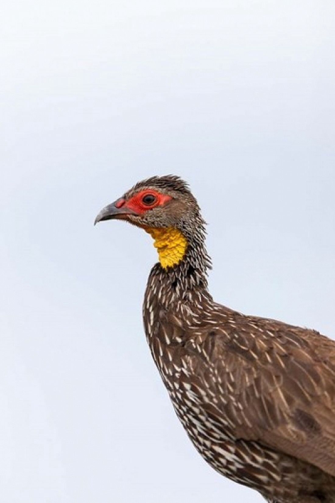 Yellow-necked Spurfowl Lewa Kenya Canvas Art - Martin Zwick DanitaDelimont (24 x 36)