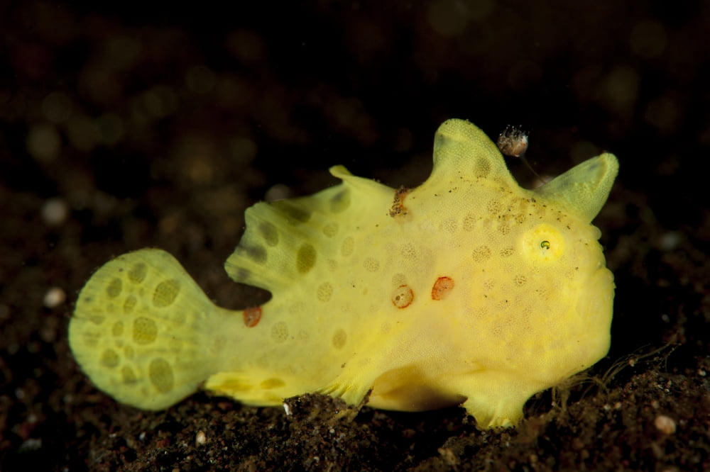 Yellow painted frogfish side profile on volcanic sand Bali Canvas Art - Steve JonesStocktrek Images (18 x 12)