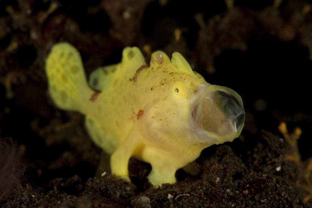 Yellow painted frogfish side profile on volcanic sand Bali Canvas Art - Steve JonesStocktrek Images (35 x 23)