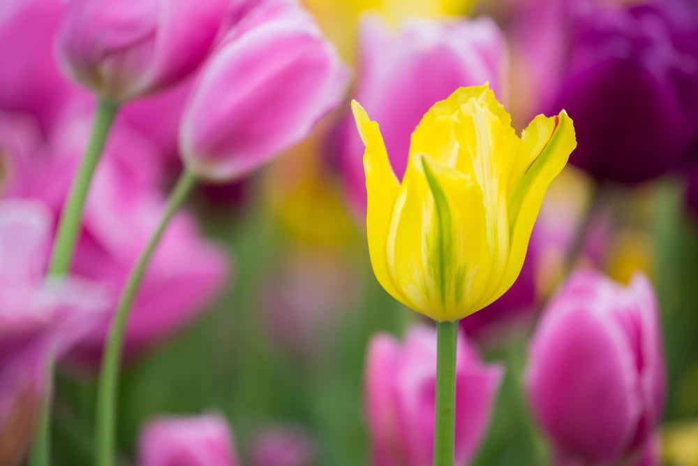Yellow pink and purple Tulips blooming in a garden Chicago Botanic Garden Lake Cook Road Glencoe Illinois USA Canvas Art - Panoramic Images (18 x 24)