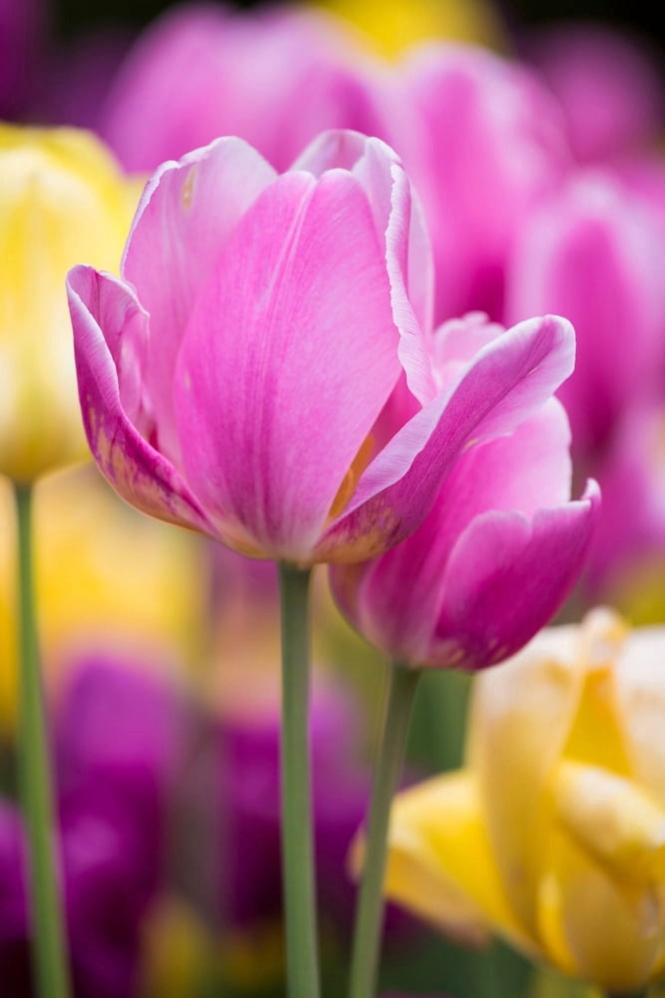 Yellow pink and purple Tulips blooming in a garden Chicago Botanic Garden Lake Cook Road Glencoe Illinois USA Canvas Art - Panoramic Images (24 x 36)