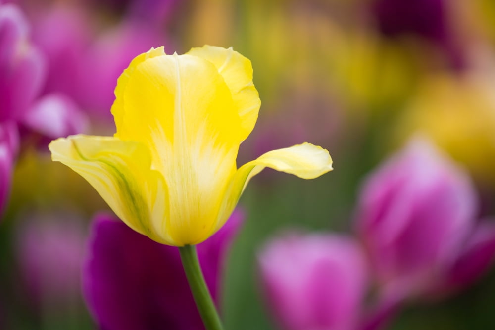 Yellow pink and purple Tulips blooming in a garden Chicago Botanic Garden Lake Cook Road Glencoe Illinois USA Canvas Art - Panoramic Images (24 x 36)