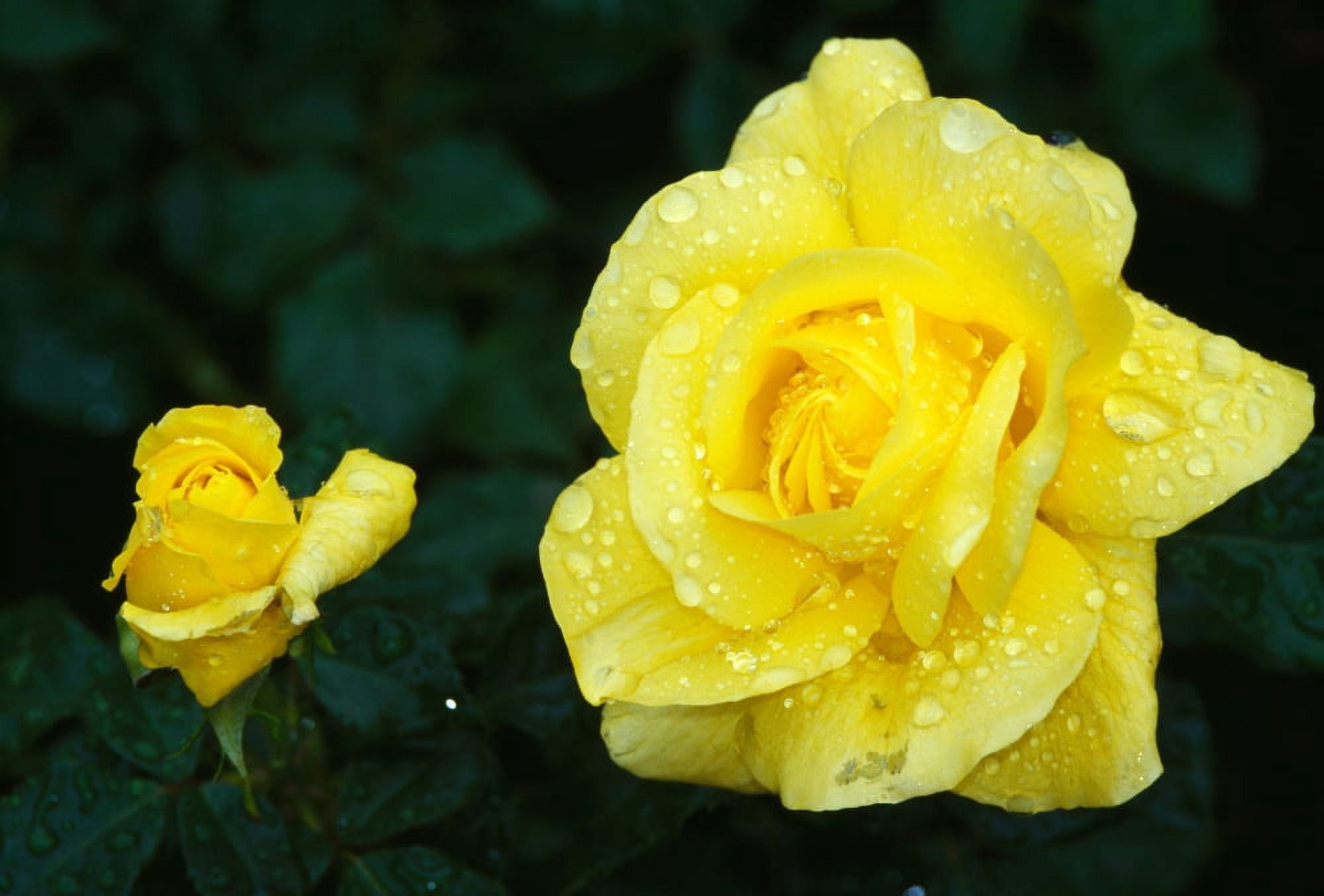 Yellow rose flowers blooming close up Canvas Art - Panoramic Images (24 x 18)