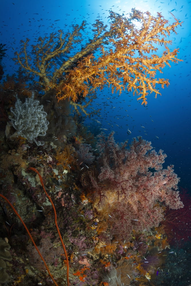 Yellow sea fan in Raja Ampat Indonesia Canvas Art - Todd WinnerStocktrek Images (23 x 35)