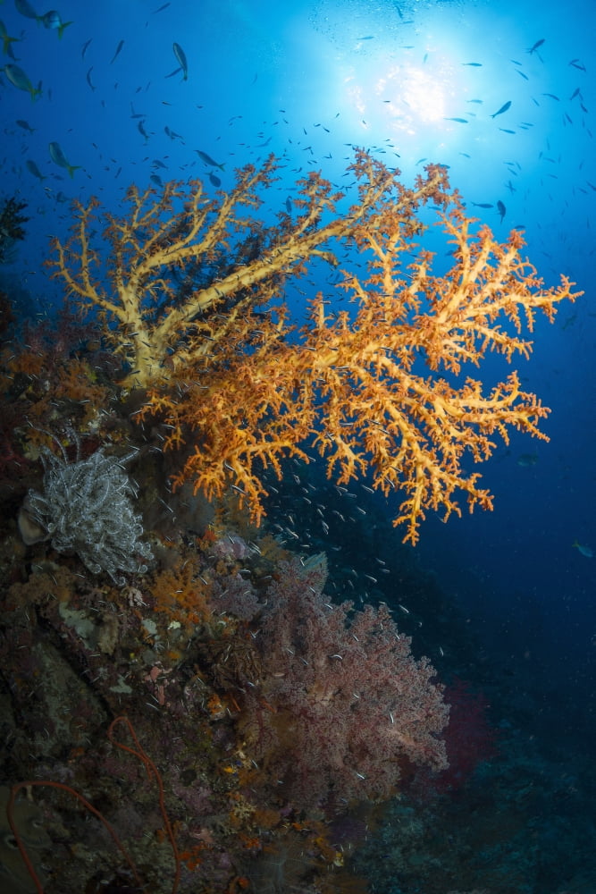 Yellow sea fan in Raja Ampat Indonesia Canvas Art - Todd WinnerStocktrek Images (23 x 35)