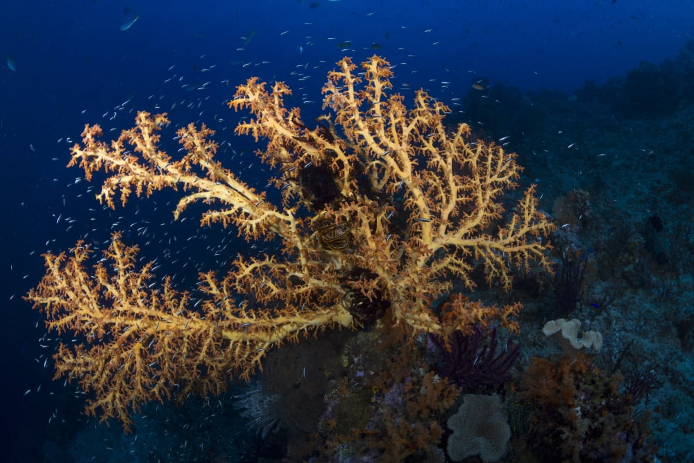 Yellow sea fan in Raja Ampat Indonesia Canvas Art - Todd WinnerStocktrek Images (35 x 23)