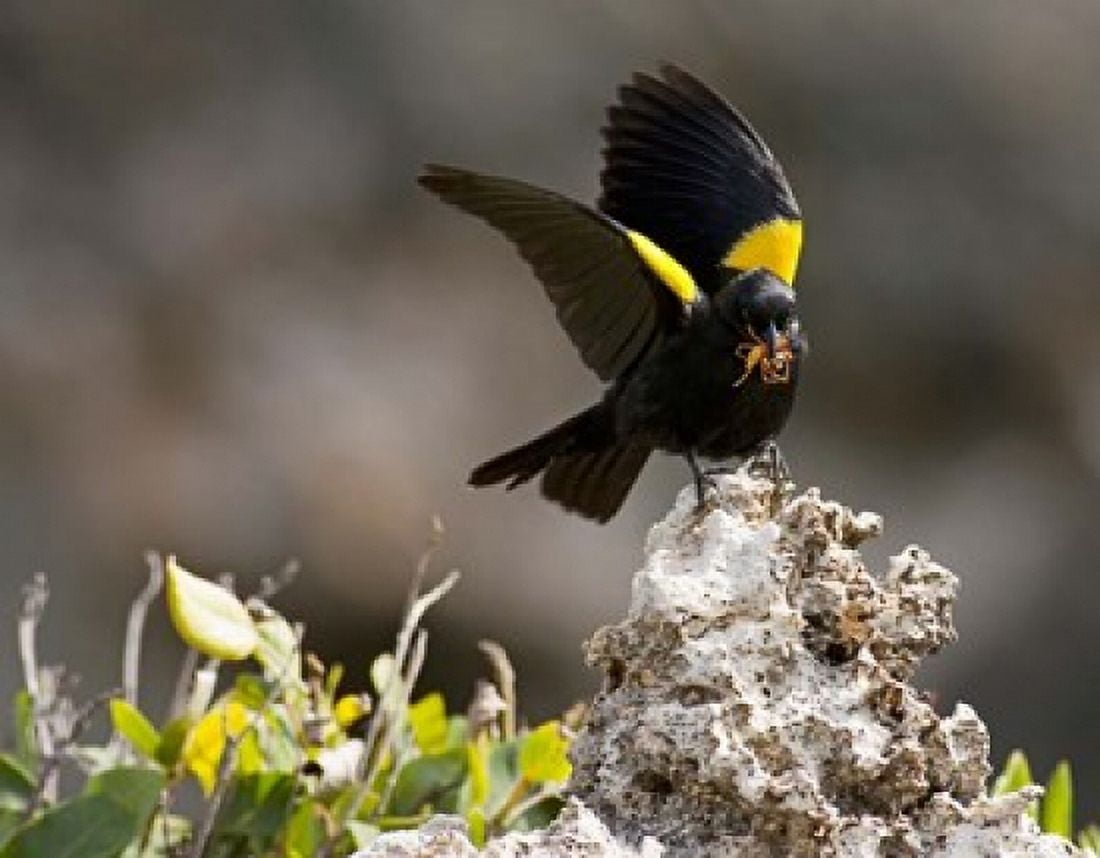 Yellow shouldered blackbird Mona Island Puerto Rico Canvas Art - Maresa Pryor DanitaDelimont (24 x 19)