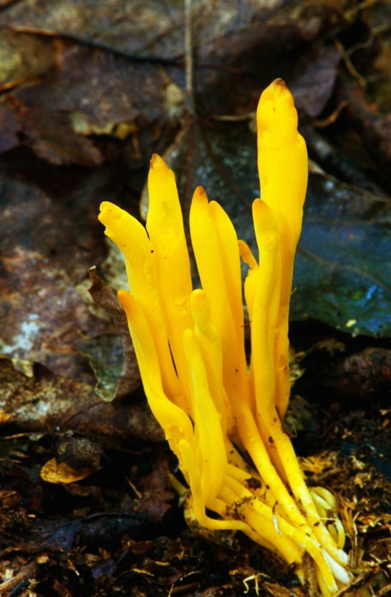 Yellow spindle coral mushrooms (Clavulinopsis fusiformis) growing in leaf litter New York USA Canvas Art - Panoramic Images (36 x 12)