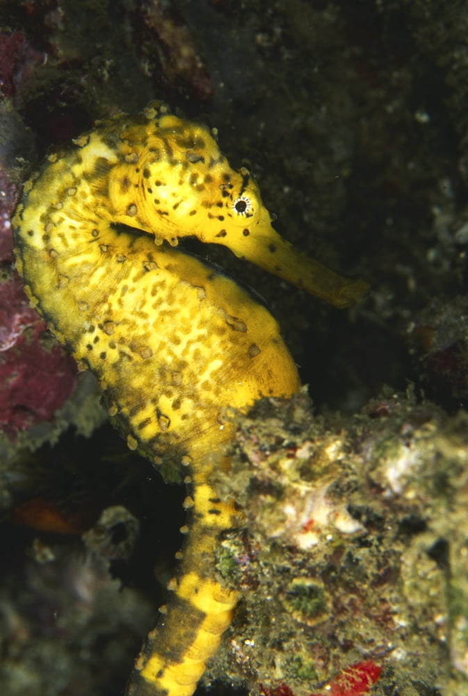 Yellow tiger tail seahorse Thailand Canvas Art - Beverly FactorStocktrek Images (12 x 17)