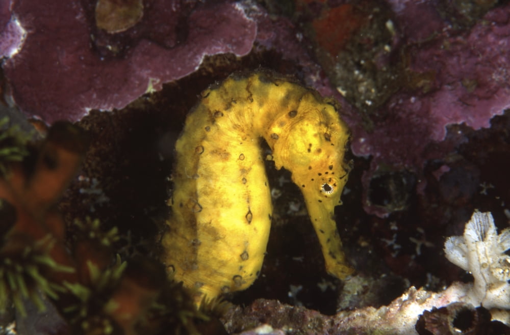 Yellow tiger tail seahorse Thailand Canvas Art - Beverly FactorStocktrek Images (34 x 23)