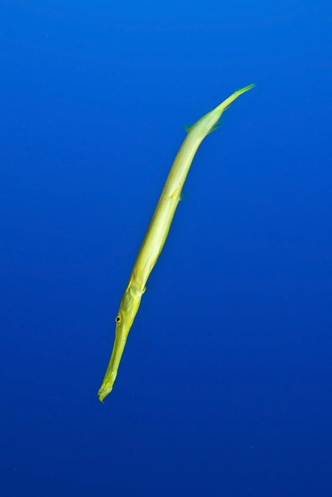Yellow trumpetfish Easter Island Chile Canvas Art - Mathieu MeurStocktrek Images (23 x 34)