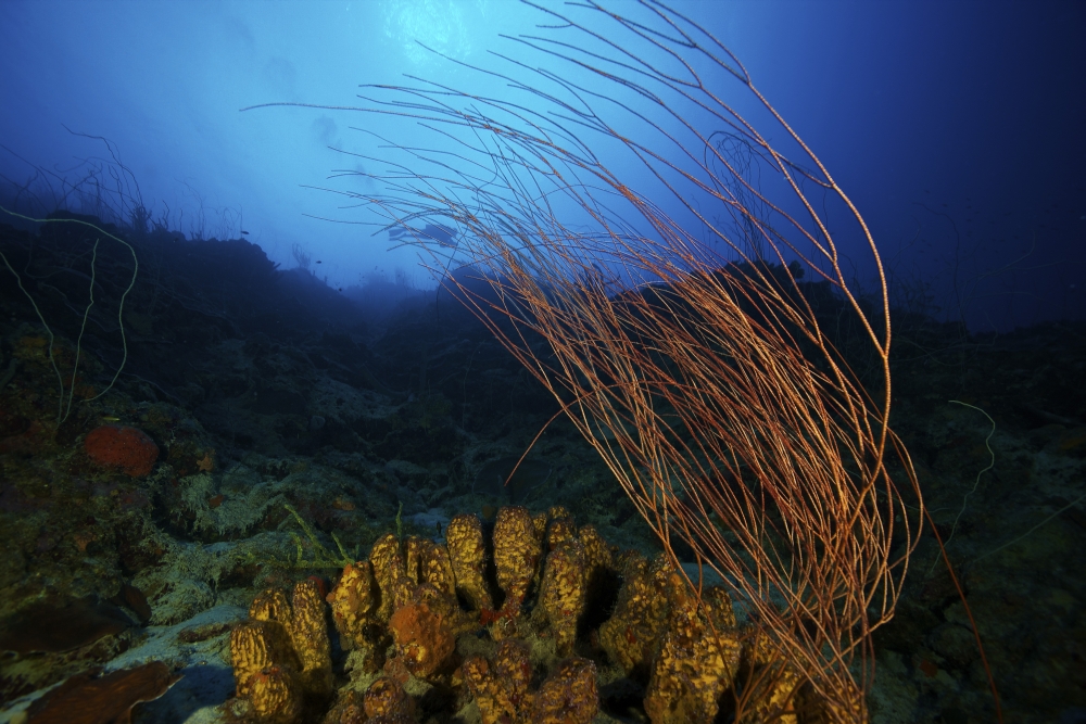 Yellow tube sponges and a large group of whip coral adorn the deep reef of Bonaire Canvas Art - Terry MooreStocktrek Images (18 x 12)
