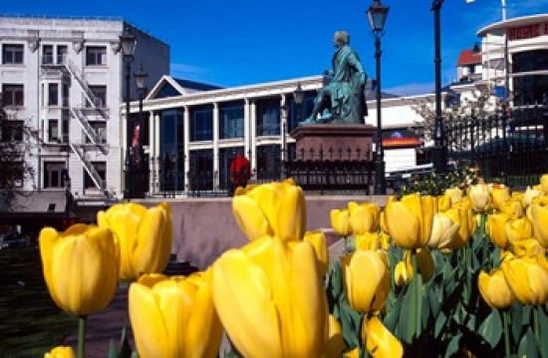 Yellow tulips Octagon Dunedin New Zealand Canvas Art - David Wall DanitaDelimont (37 x 24)