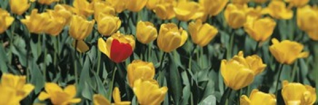 Yellow tulips in a field Canvas Art - Panoramic Images (18 x 6)