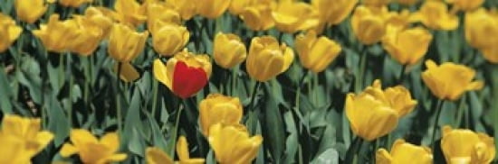 Yellow tulips in a field Canvas Art - Panoramic Images (36 x 12)