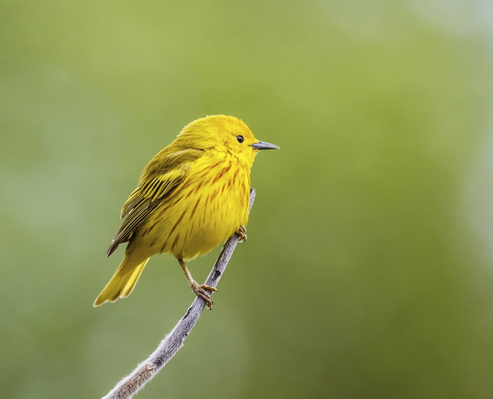 Yellow warbler (Setophaga petechia) perched during spring time Chateauguay Quebec Canada Canvas Art - Dominic Marcoux Design Pics (15 x 12)