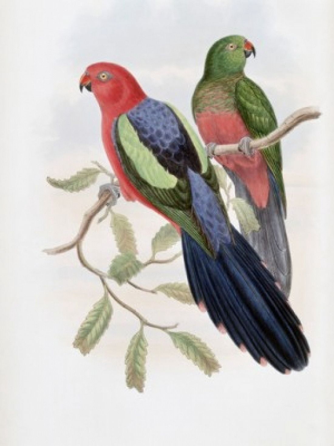 Yellow-winged King Parrot John Gould (1804-1881 British) Canvas Art - John Gould (24 x 36)