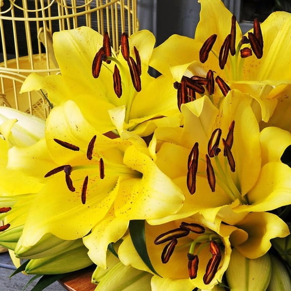 Yelloween Lily Flower Bulbs - 3 Lilies Per Pack - Fragrant - Attracts Butterflies and Hummingbirds - Perennial Bulbs Ready to Plant - Easy to Grow Flowering Plant
