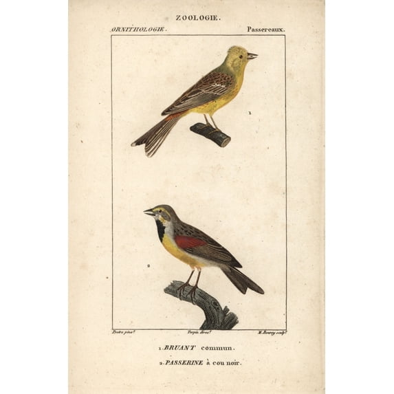 Yellowhammer, Emberiza Citrinella, And Dickcissela Poster Print By ® Florilegius Mary Evans (24 X 36)