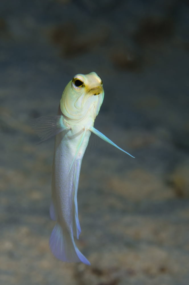 Yellowhead jawfish Belize Canvas Art - Todd WinnerStocktrek Images (23 x 34)