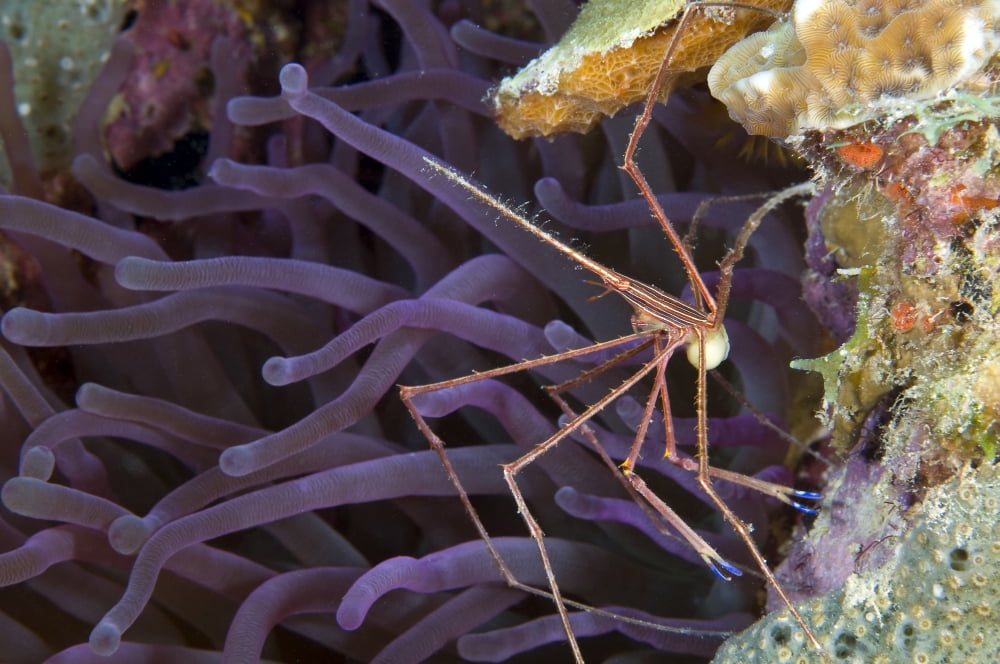 Yellowline Arrow crab with eggs on purple caribbean anemone Canvas Art - Karen DoodyStocktrek Images (35 x 23)