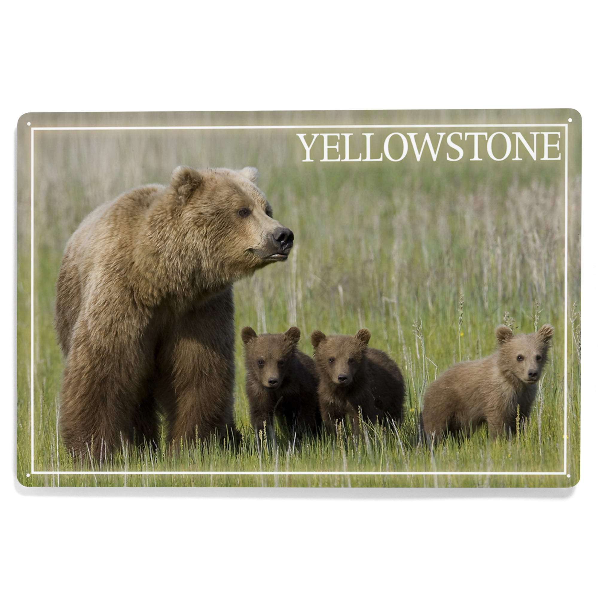 Yellowstone, Grizzly Bear and Cubs (James T. Jones) Lantern Press