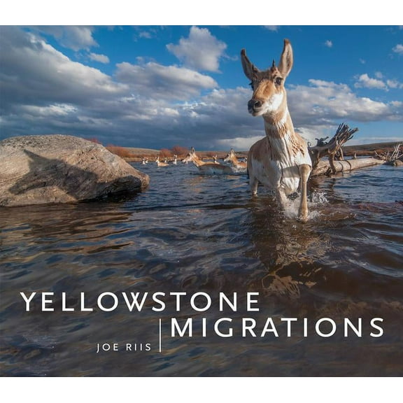 Yellowstone Migrations, (Hardcover)
