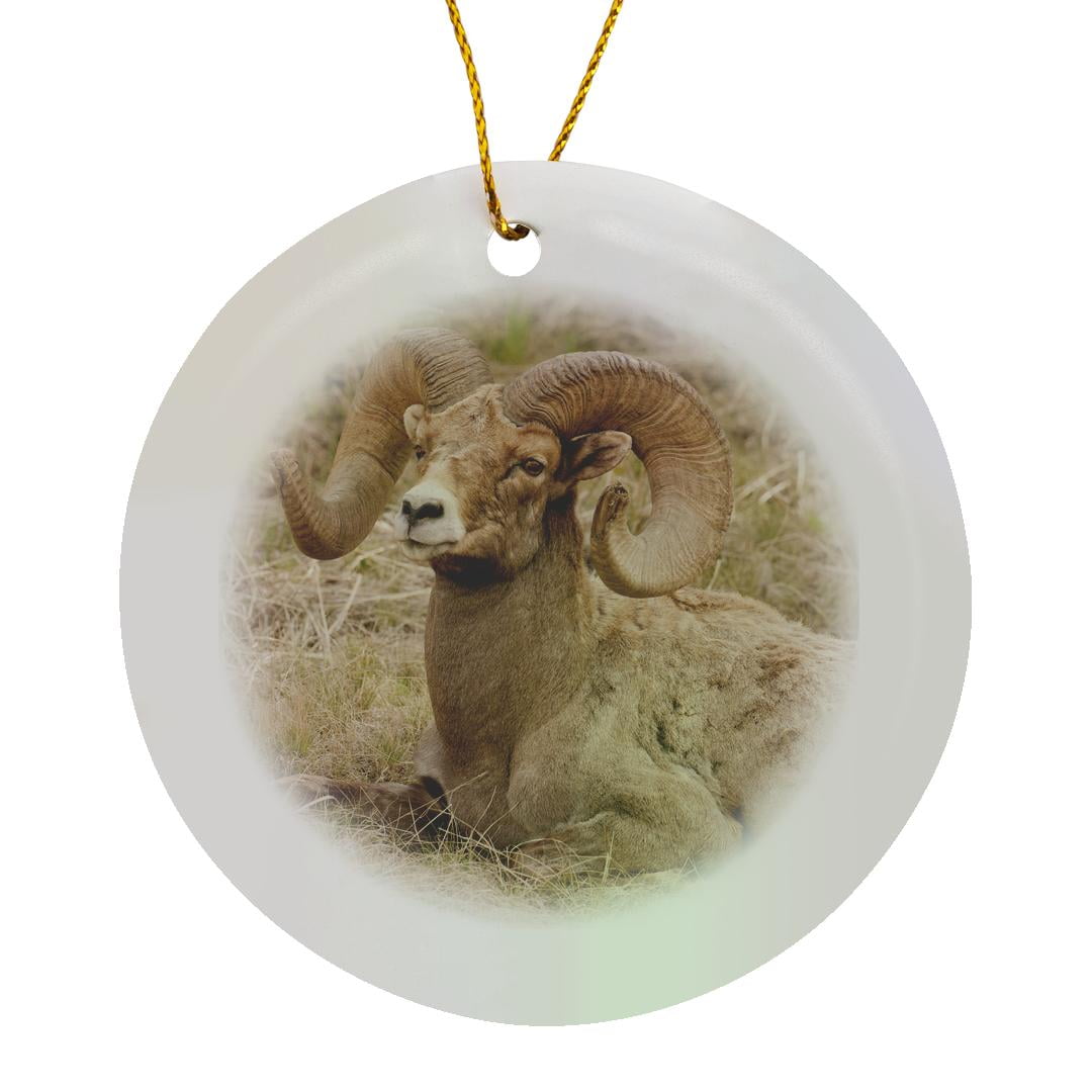 3drose, Yellowstone Np, Wy, Usa. Bighorn Sheep Ram Resting., Circle ...