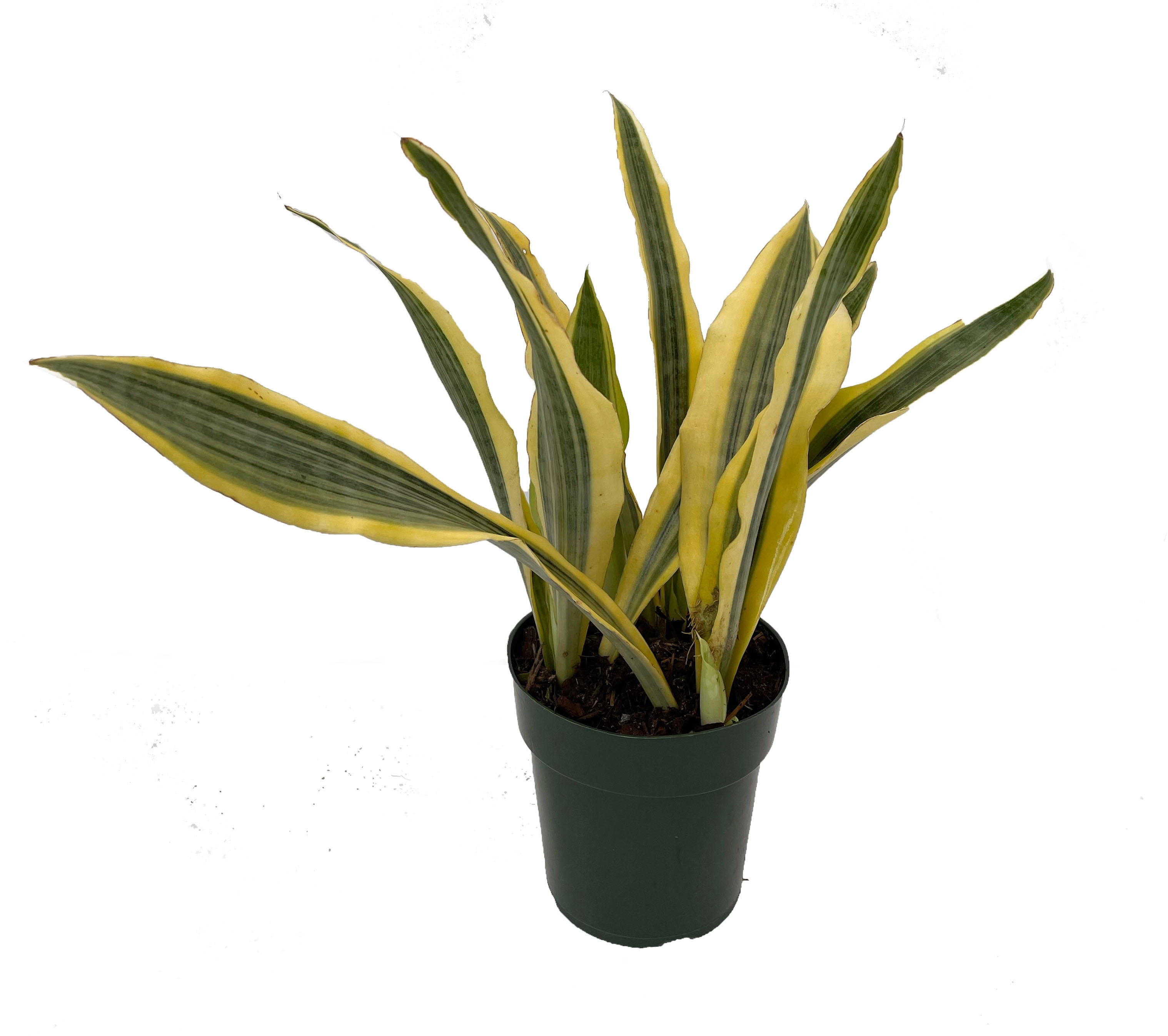 Yellowstone Snake Plant - Sanseveria - Almost Impossible to Kill! - 6" Pot  - Walmart.com