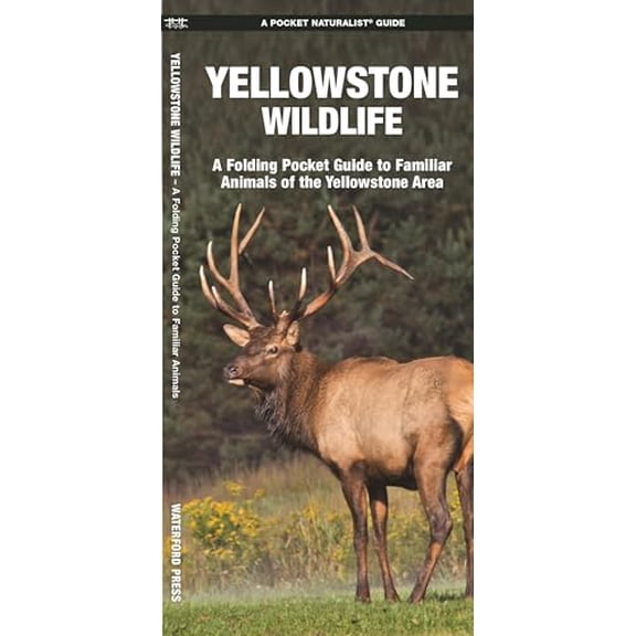 Pre-Owned Yellowstone Wildlife: An Introduction to Familiar Species of Yellowstone Area (Paperback 9781583553169) by James Kavanagh