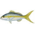 thumbnail image 1 of Yellowtail Snapper Decal, 1 of 1