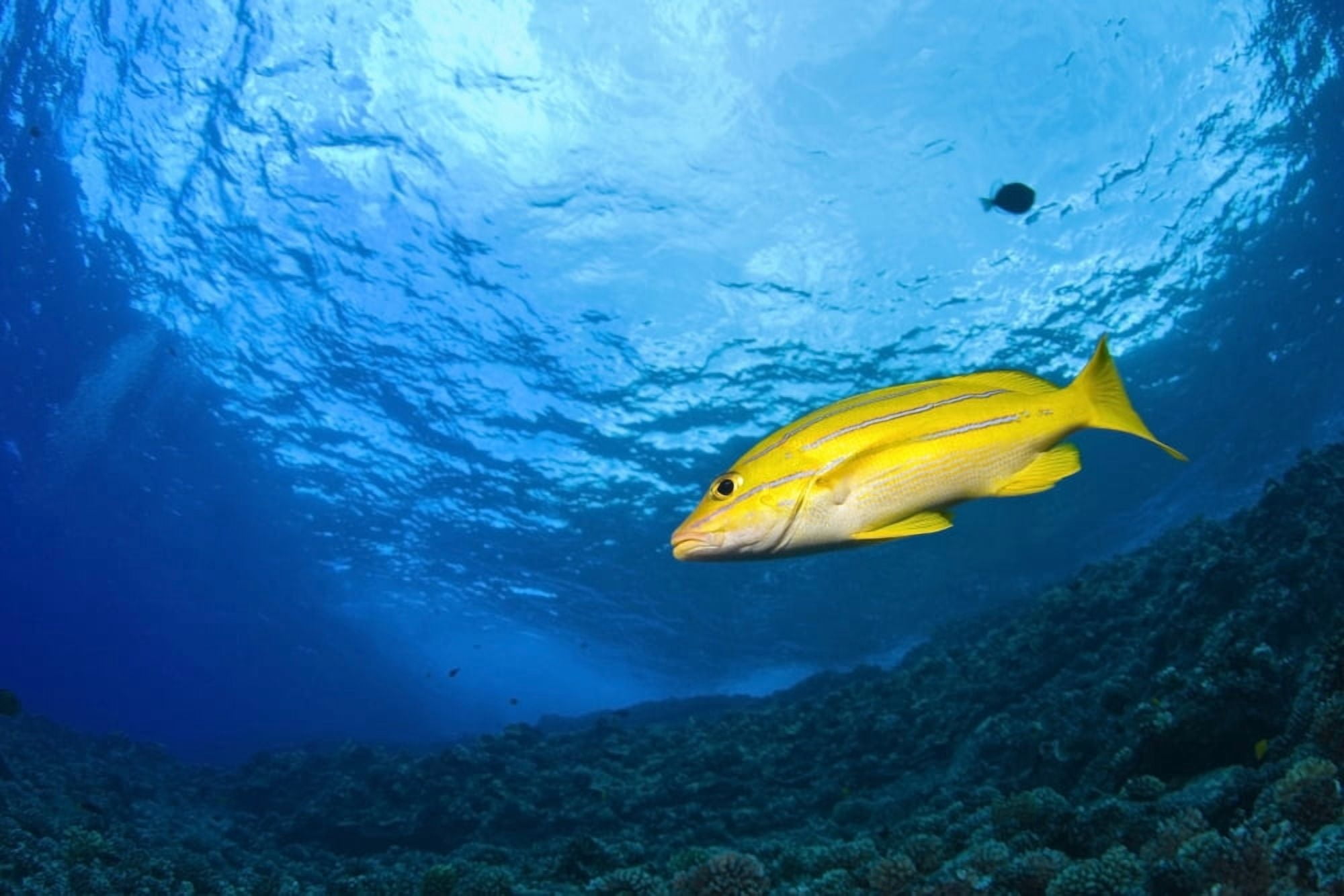 Yellowtail Snapper Molokini Crater South Maui Hawaii Usa Canvas Art - Stuart Westmorland Design Pics (18 x 12)
