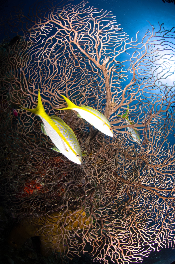 Yellowtail snappers and sea fan Belize Canvas Art - Todd WinnerStocktrek Images (12 x 18)