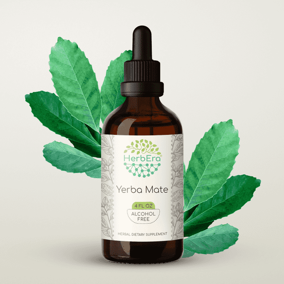 HerbEra Yerba Mate Tincture, Herbal Dietary Supplement for Energy Support, Yerba Mate (Ilex paraguariensis) Dried Leaf Extract, Natural, Alcohol-Free, Drops 4 oz