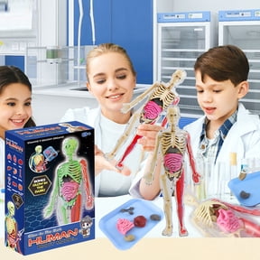 Yesbay 1 Set Human Body Model with Tray Tweezers ,Removable Human Torso Anatomy Teaching Aid School Students Organs Bones Learning Educational Toy